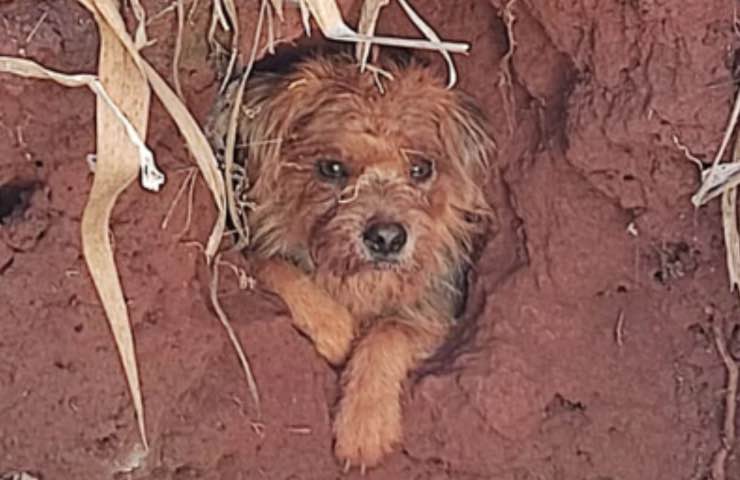 Cane intrappolato pozzo