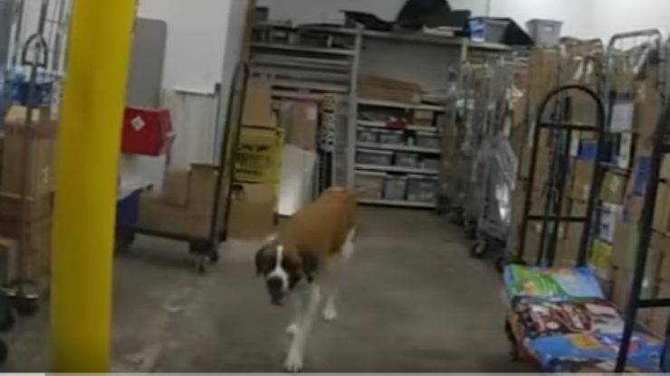 Cane nel supermercato