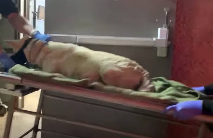 cagnolina soccorso e curata gravidanza incidente stradale