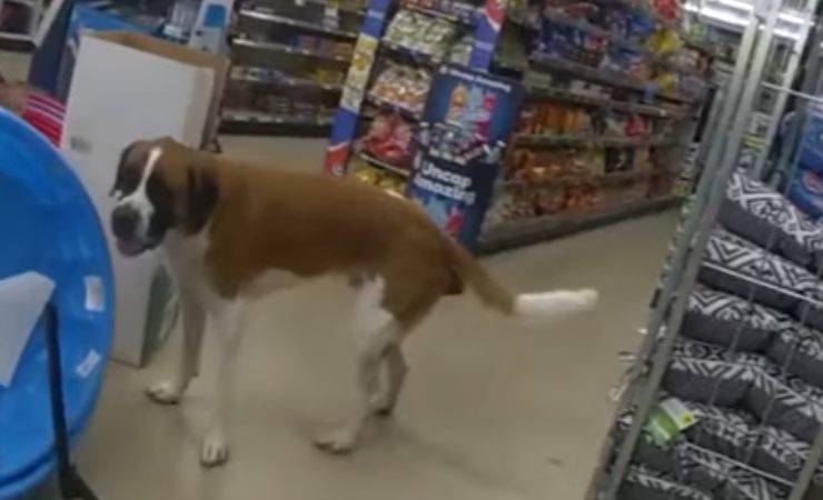 Cane tra gli scaffali
