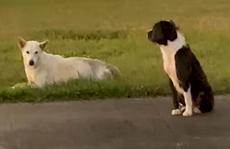 cane protegge amica incinta ferita video