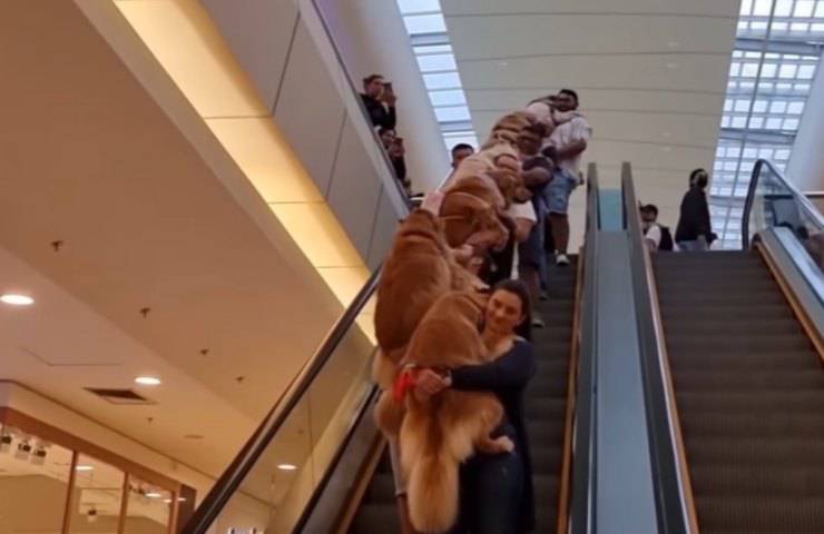centro commerciale riceve 90 Gold Retriever visitatori video