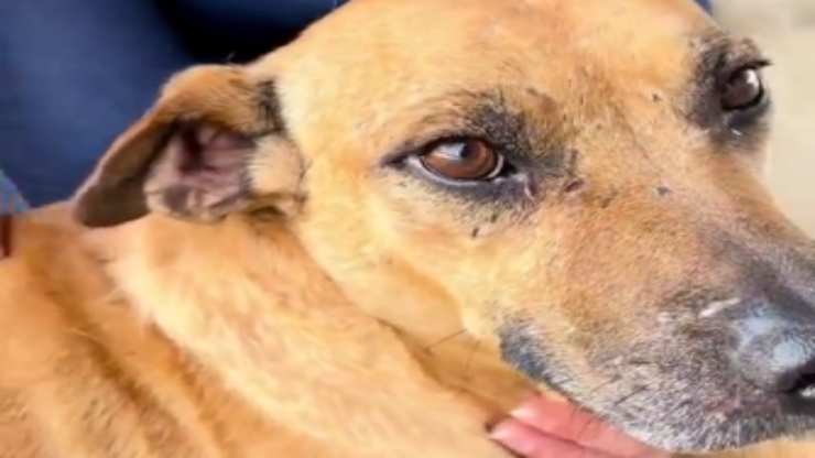 la cucciola in primo piano (Foto Instagram)