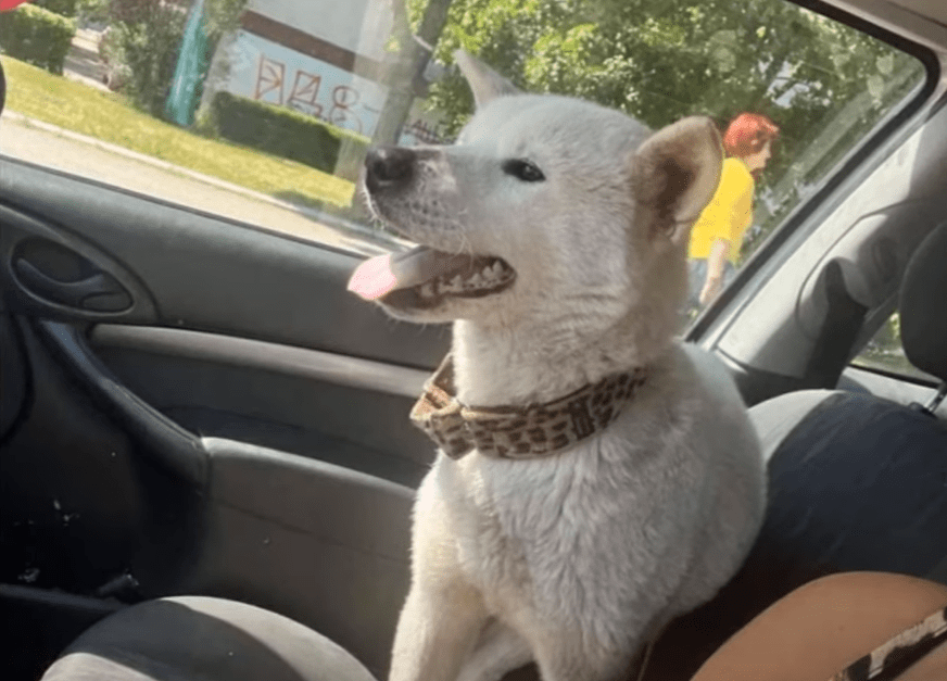 cagnolina randagia abbandonata adottata ora sta bene