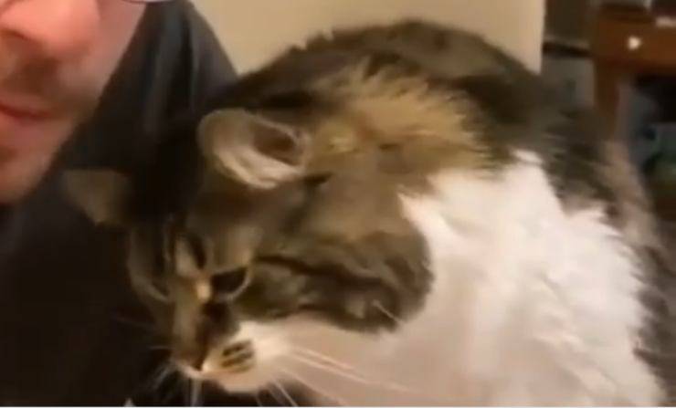 il micio affamato (Foto video)
