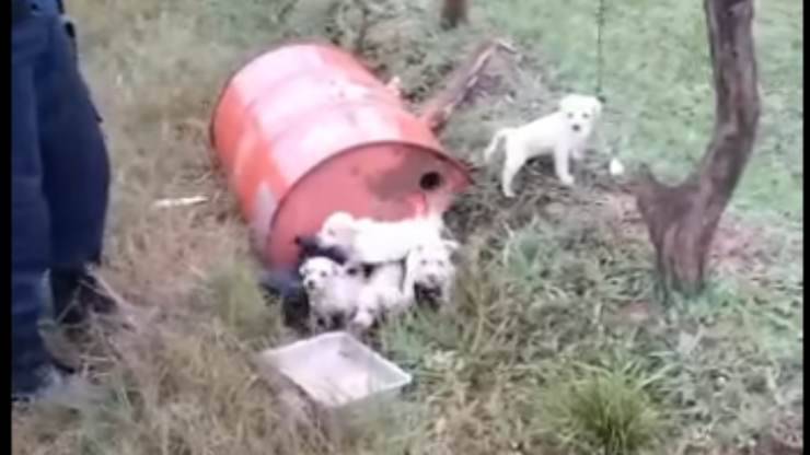 pelosetti abbandonati (Foto video)
