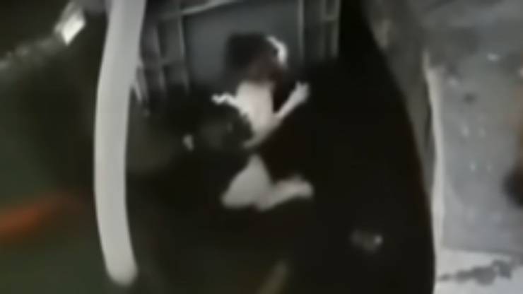 il micio in difficoltà (Foto video)