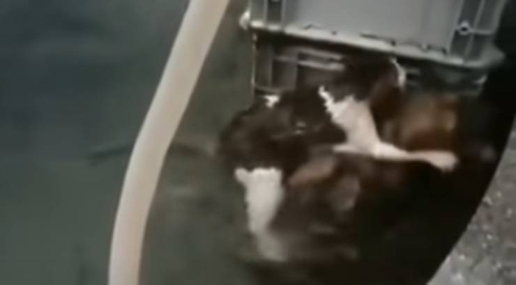 il salvataggio del felino (Foto video)