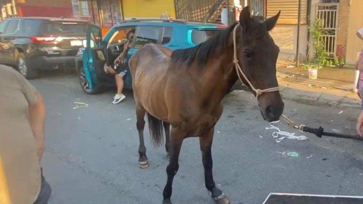 cavallo abbandonato