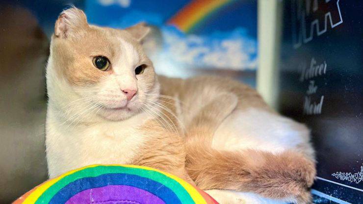 gatto vuole cambiare vita