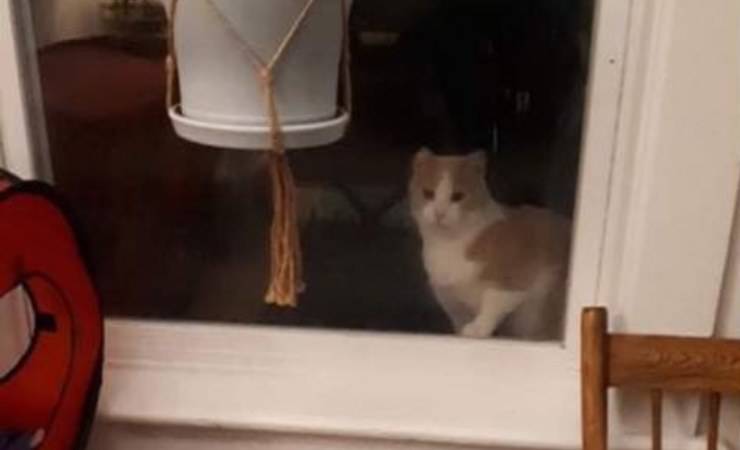 Gatto chiede aiuto