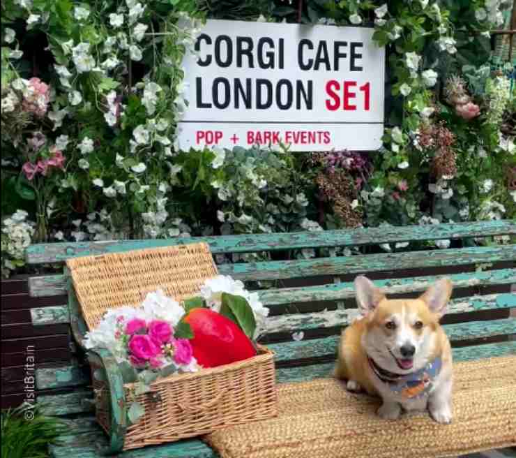 festeggiare regina con cani