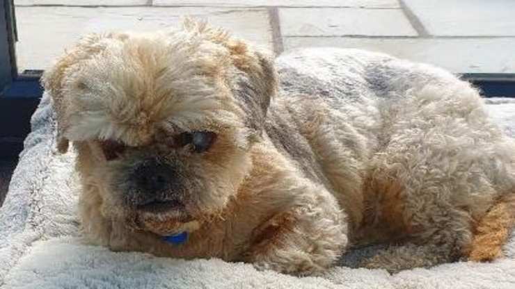 il cagnolino abbandonato (Foto twitter)
