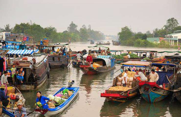 Scoperta Pastinaca gigante in Mekong