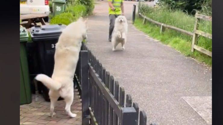 cane incontra amico video