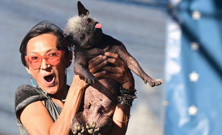 wold's ugliest dog