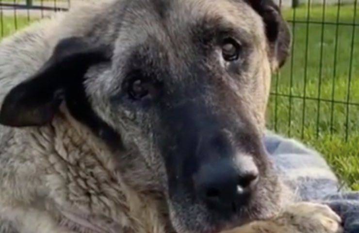 vulcano cane ferito