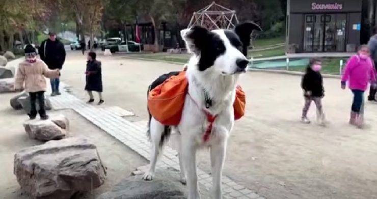 Sam, il cane netturbino di Santiago del Cile