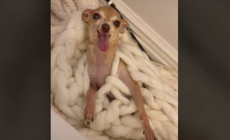 cane intrappolato