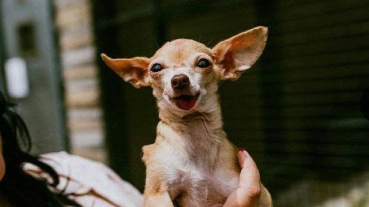 cane trovato in un posto stranoi