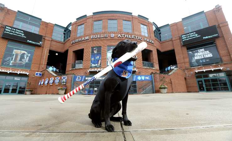 Labrador con mazza da baseball