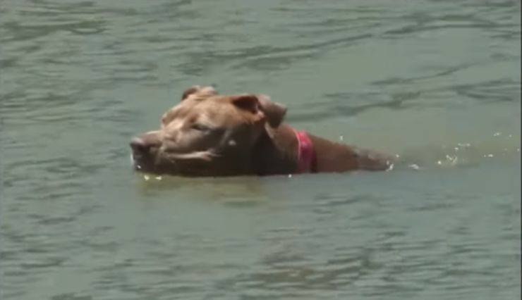cane nuota per salvarsi video