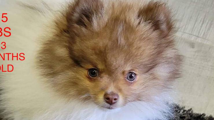 cane rapito canada