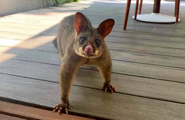 opossum Università Newcastle Australia salvaguardia ecologica