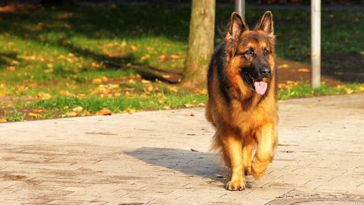 Osteocondrite dissecante nel cane