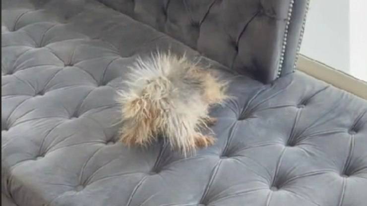 cane elettrificato tik tok