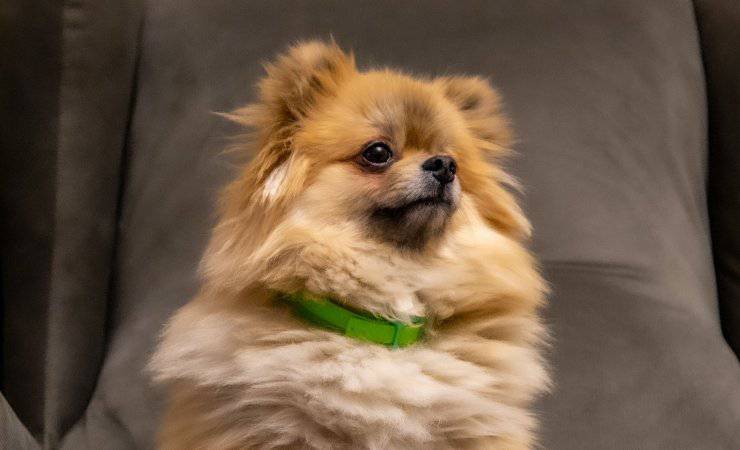 cane rapito canada