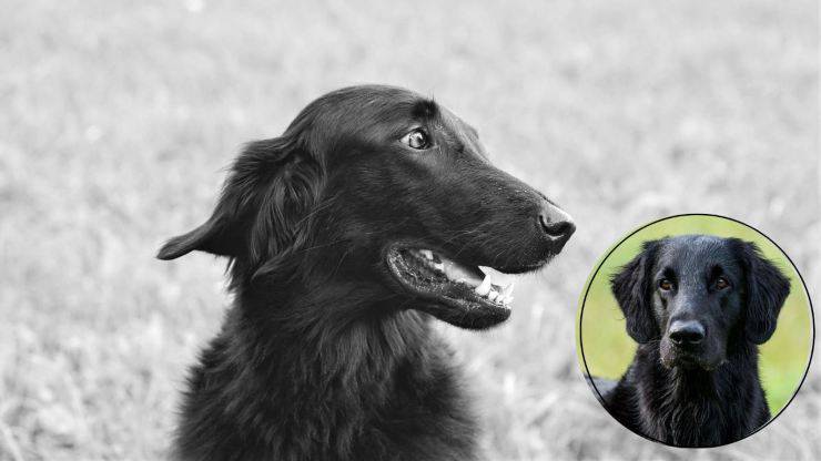 Malattie più comuni del Flat Coated Retriever