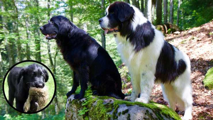 Tutto sul Flat Coated Retriever Curiosità sul Flat Coated Retrever