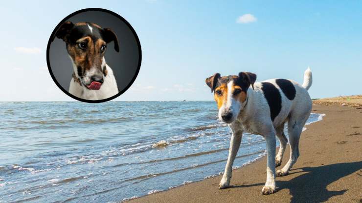 Cosa mangia un Fox terrier Alimentazione del Fox Terrier