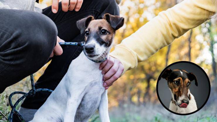 Razze compatibili col Fox Terrier