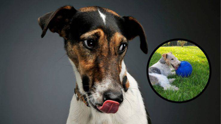 Cosa significa avere in casa un Fox Terrier Adottare un Fox Terrier