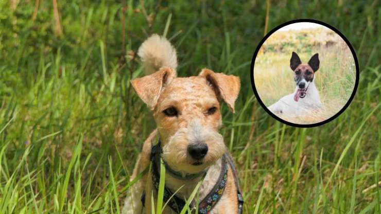 Malattie più comuni del Fox terrier