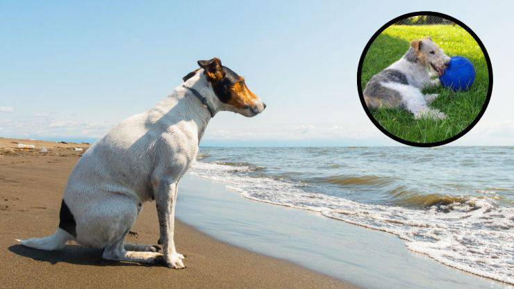 Curiosità sul Fox Terrier: