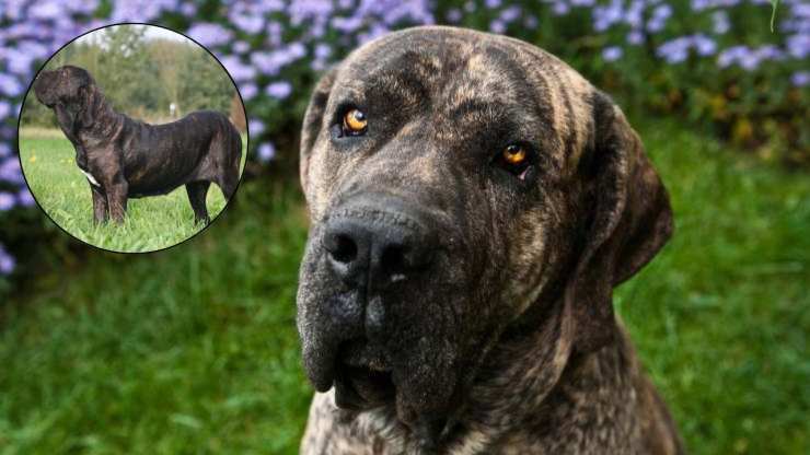 Come si cura il manto del Fila Brasileiro Cura del pelo del Fila Brasileiro