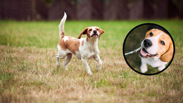 Di cosa si ammala un Foxhound inglese Malattie più comuni del Foxhound inglese