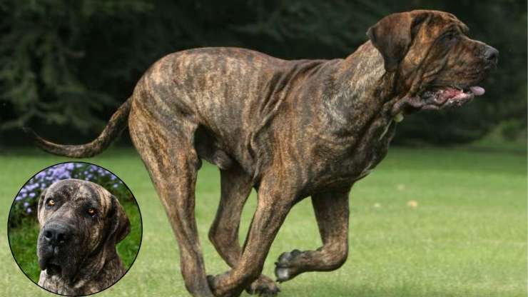 Curiosità sul Fila Brasileiro