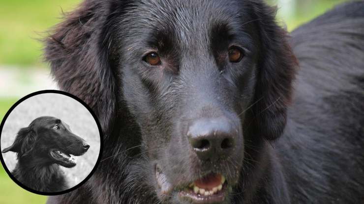 Alimentazione del Flat Coated Retriever