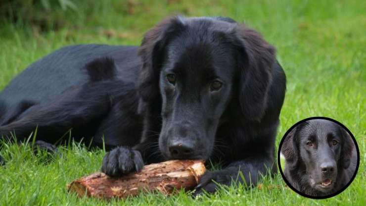 Cura del pelo del Flat Coated Retriever