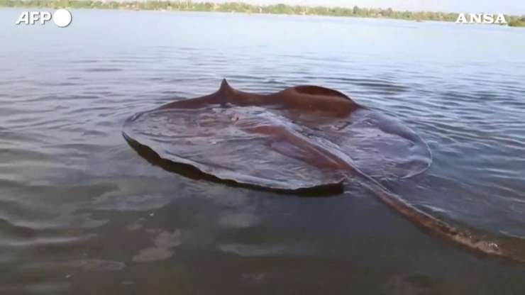 Trovata razza gigante in Cambogia