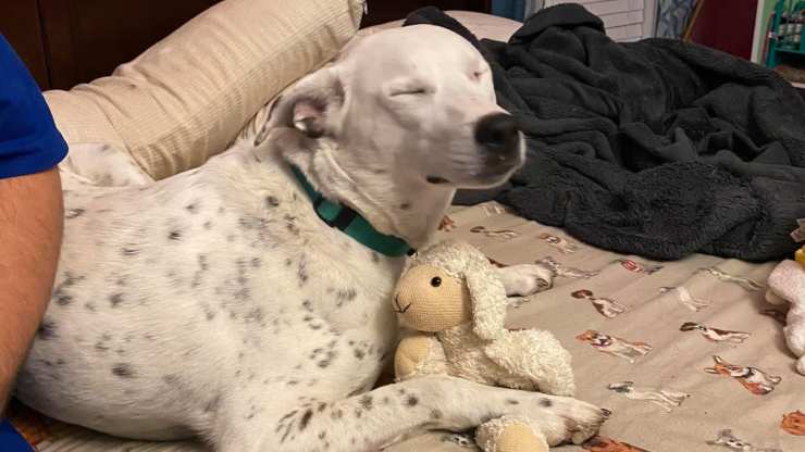 cane snoopy tenta
