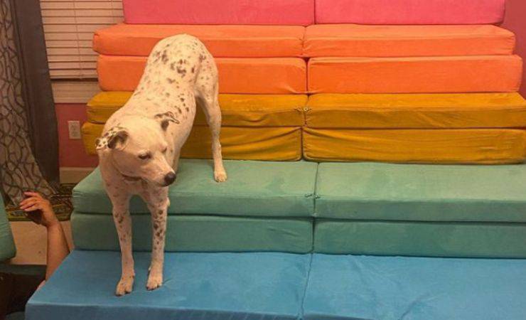 cane salvato da fosso