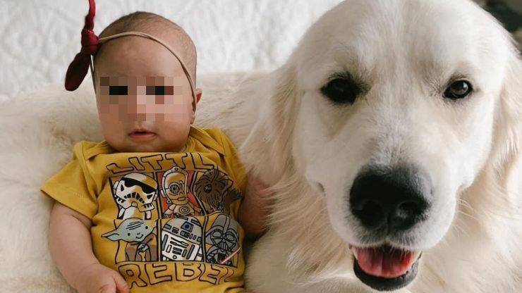 cane osserva sorellina camminare