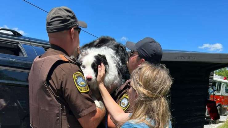 cane salvato incidente macchina