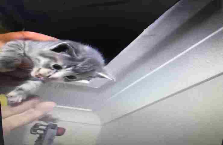 Sei gattini salvati da una casa