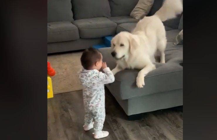 cane reazione primi passi sorellina